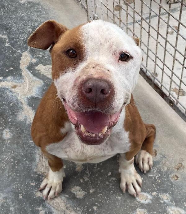 Arlecchino, Meraviglia Di Pit